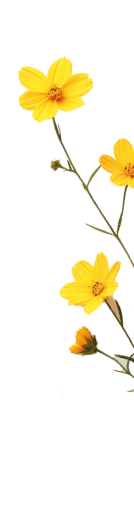 Bladeren illustratie