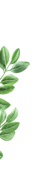 Bladeren illustratie