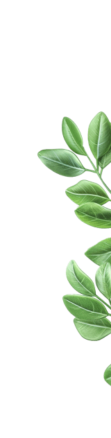 Bladeren illustratie