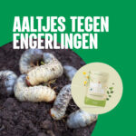 Aaltjes tegen engerlingen - 100% natuurlijk - Aaltjesonline