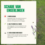 Aaltjes tegen engerlingen - Schade van engerlingen - Aaltjesonline