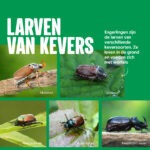 Aaltjes tegen engerlingen - Welke keversoorten hebben engerlingen larven? - Aaltjesonline