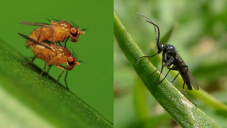 Verschil fruitvliegjes en rouwvliegjes, bestrijden met aaltjes