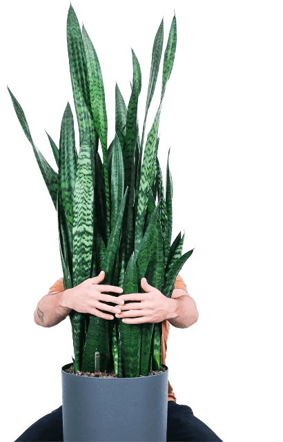 Aaltjesonline man met plant