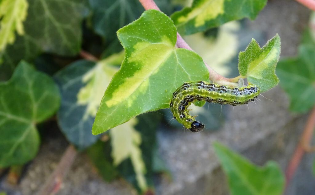 Buxusmot larve herkennen en bestrijden
