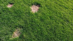 Emelten schade gazon