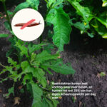 Aaltjes tegen naaktslakken - Wat zijn Naaktslakken - Aaltjesonline