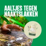 Aaltjes tegen naaktslakken - 1005 biologisch - Aaltjesonline