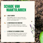 Aaltjes tegen naaktslakken - Schade van naaktslakken - Aaltjesonline
