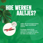 Aaltjes tegen naaktslakken - Hoe werken aaltjes? - Aaltjesonline