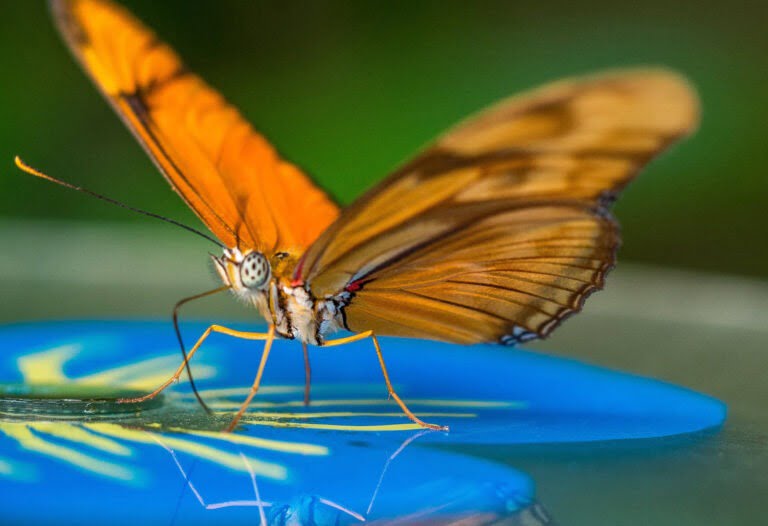 Afname insecten Nederland