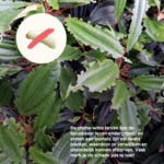 Aaltjes tegen taxuskever -Wat is een taxuskever en larve? - Aaltjesonline