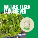 Aaltjes tegen taxuskever -100% natuurlijk en biologisch - Aaltjesonline