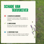 Aaltjes tegen taxuskever -Schade van taxuskever - Aaltjesonline