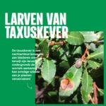 Aaltjes tegen taxuskever -Alles over kevers - Aaltjesonline
