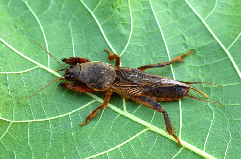 Veenmollen herkennen - Bestrijden aaltjes