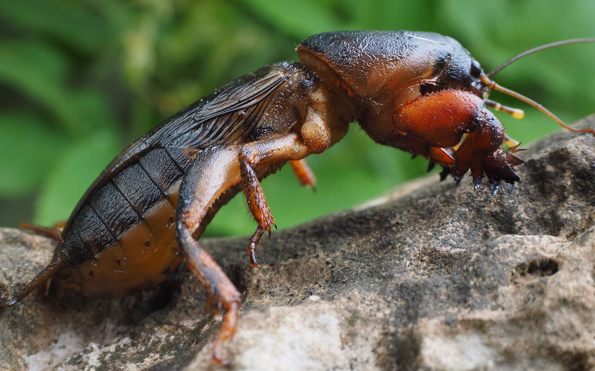Veenmollen herkennen - aaltjesonline.nl