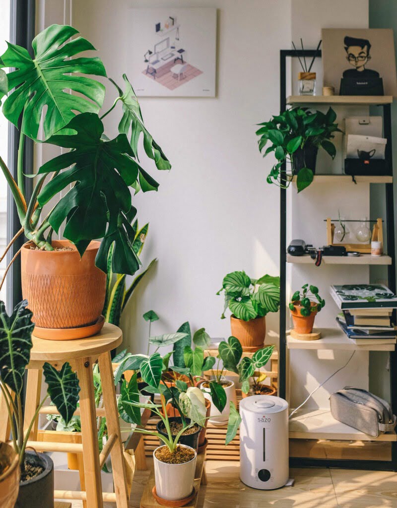 Zieke planten herkennen