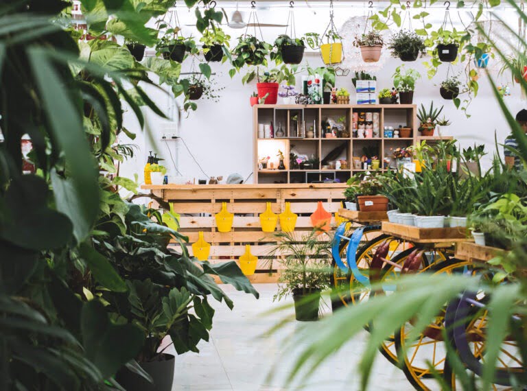 Waar komen rouwvliegjes vandaan?