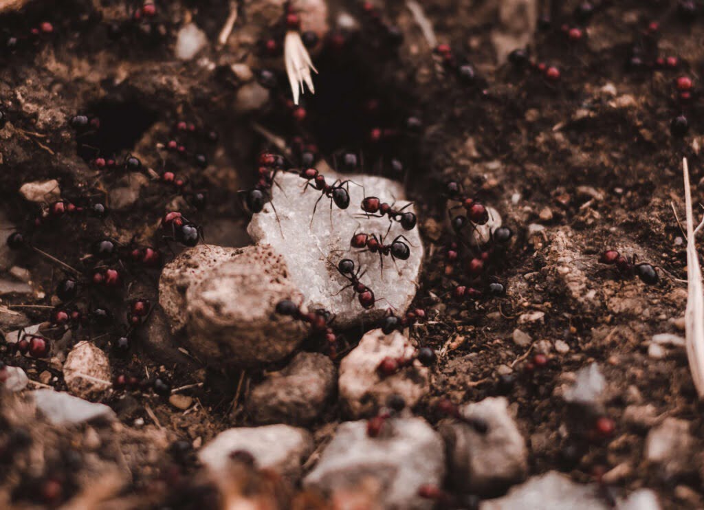 Mieren in winterslaap