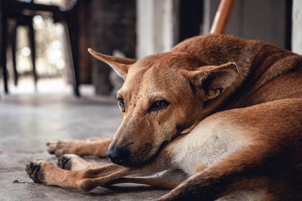 Teken zijn gevaarlijk voor hond en mens