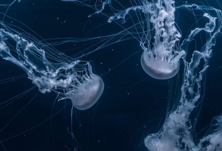 Oorsprong van nematoden