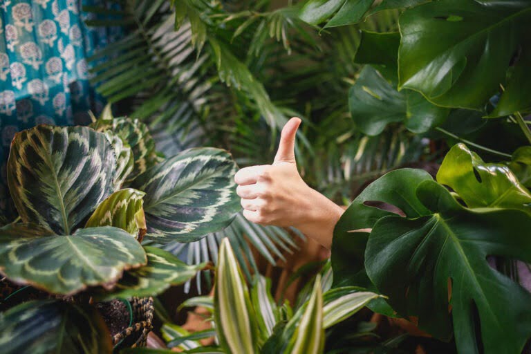Is trips gevaarlijk voor je plant?