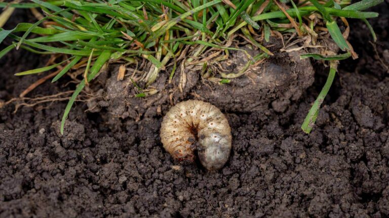 Engerlingen in je tuin - aaltjesonline.nl
