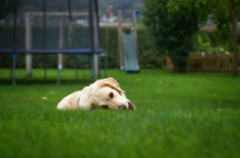 Hond in gazon insecten