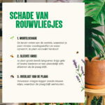 Aaltjes tegen rouwvliegjes - schade door rouwvliegjes - Aaltjesonline
