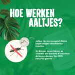 Aaltjes tegen rouwvliegjes - Hoe werken aaltjes? - Aaltjesonline