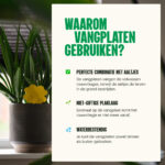 Aaltjes tegen rouwvliegjes - vangplaten tegen rouwvliegjes - Aaltjesonline