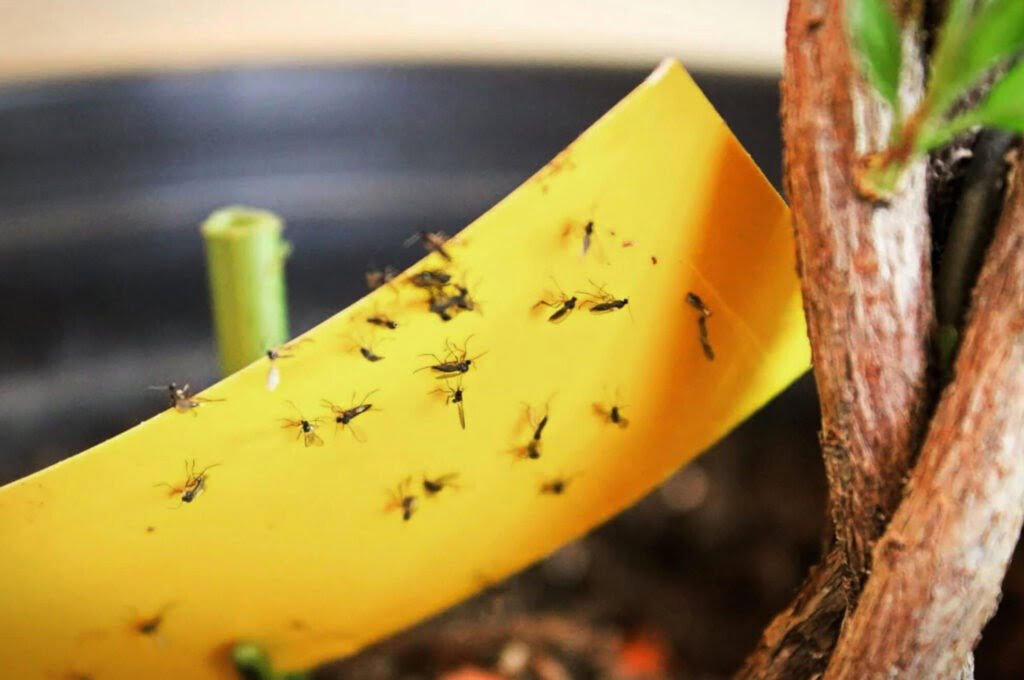 Hoe zien rouwvliegjes eruit?