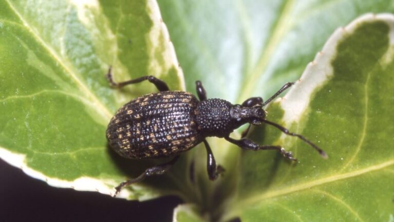 Taxuskever middeltjes