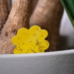 Vangplanten tegen rouwvliegjes bij planten