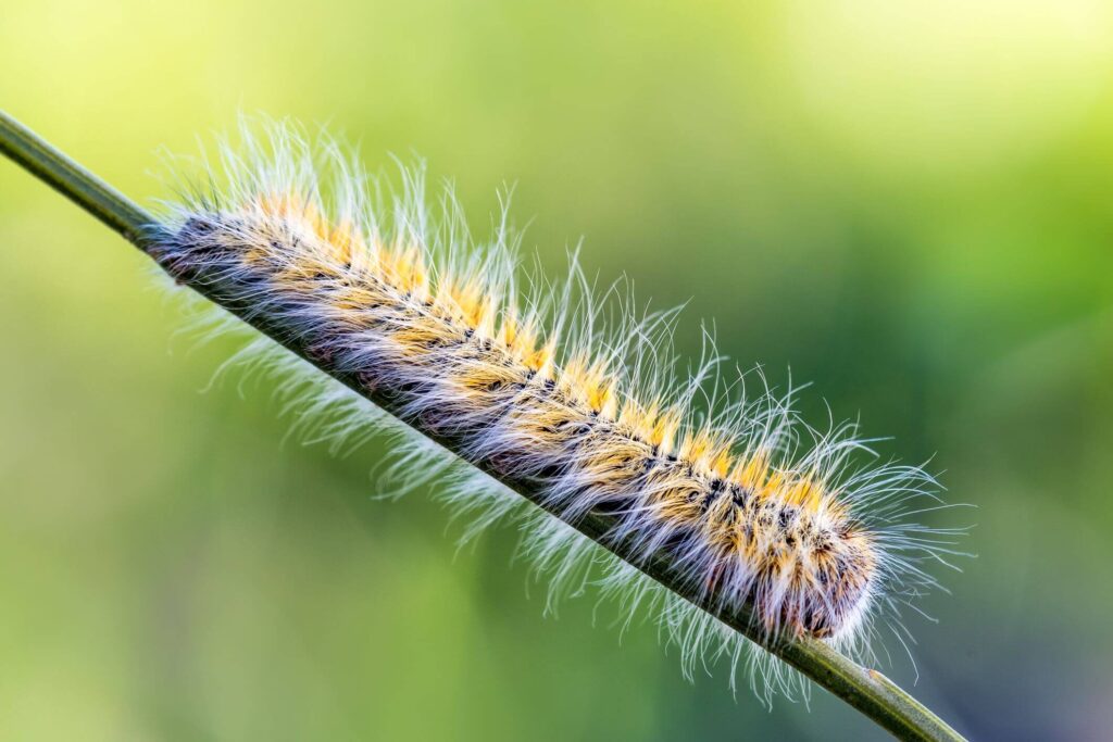 Eikenprocessierups in de tuin