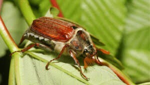 Meikever op blad