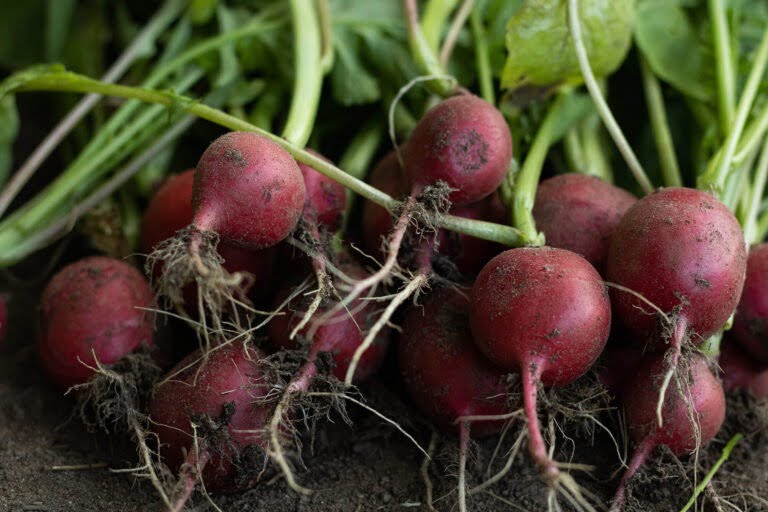 Radijsjes kweken moestuin