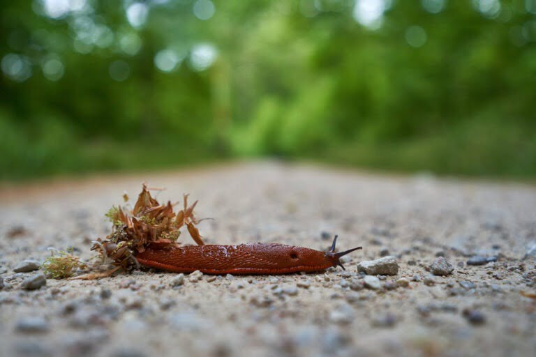 10 Feiten over de naaktslak