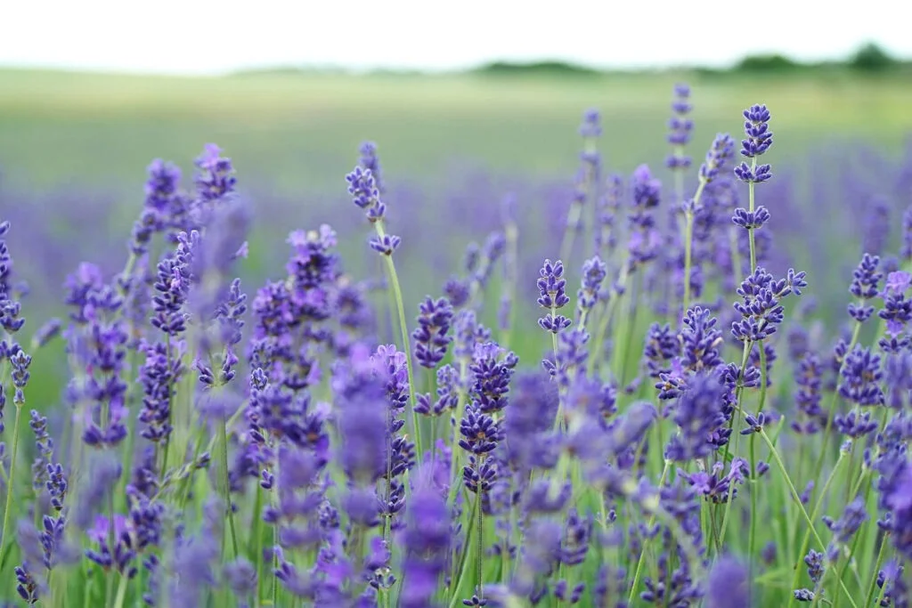 welke planten kunnen tegen engerlingen