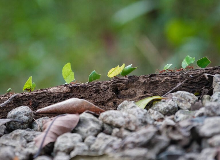 Nuttige mieren in je tuin
