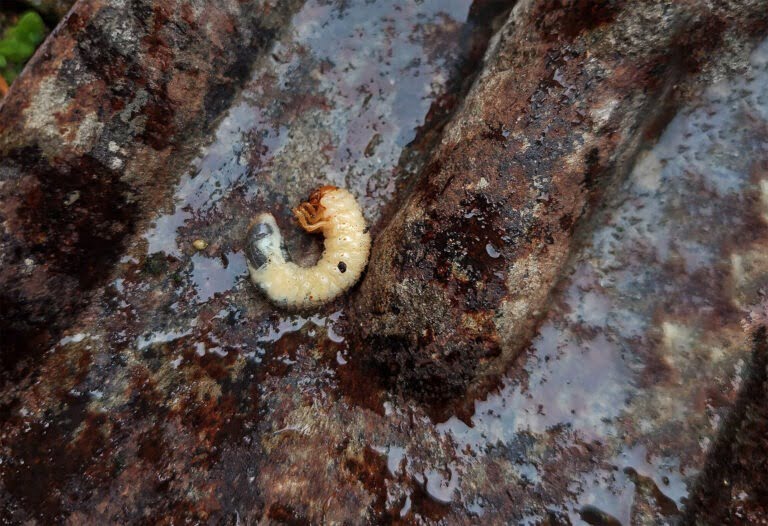 Engerlingen bestrijden nederland