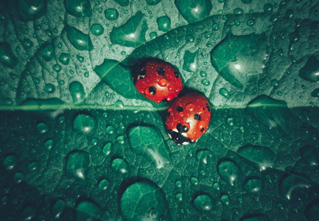 Lieveheersbeestjes in de regen