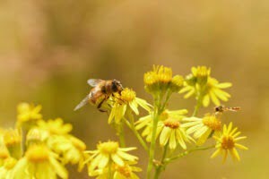 Sluipwesp en Bij op bloem
