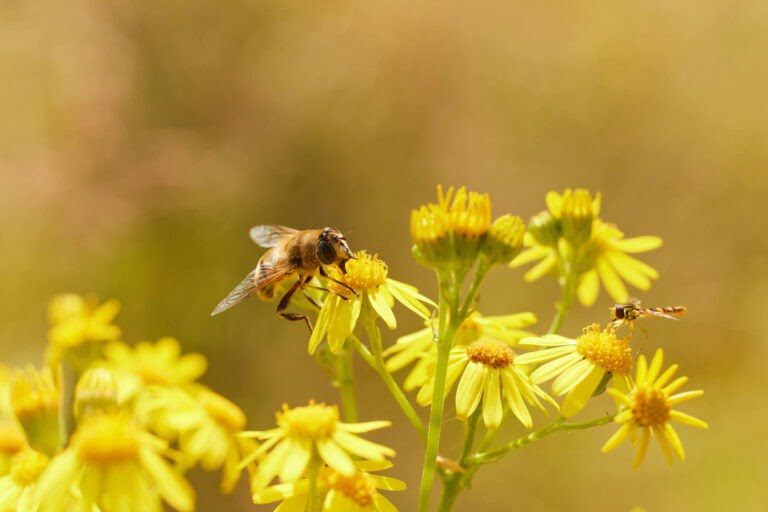 Sluipwesp en Bij op bloem