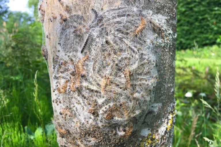 Eikenprocessierups biologisch bestrijden