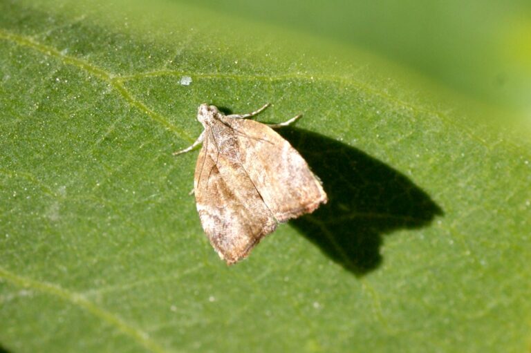 Vijgenskelleermot bestrijden en herkennen