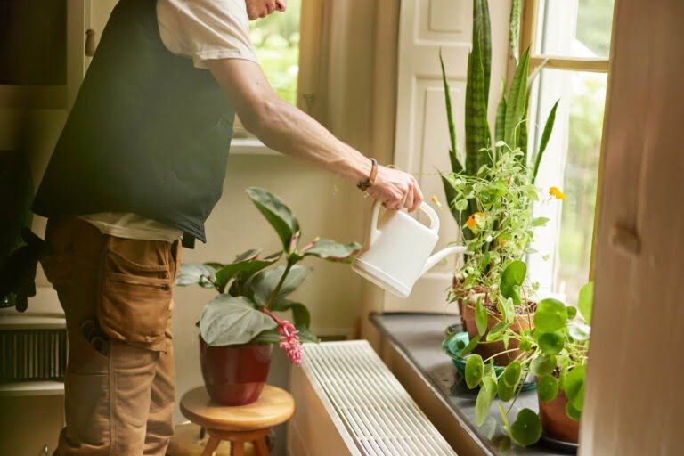 Wat trekt rouwvliegjes aan bij kamerplanten
