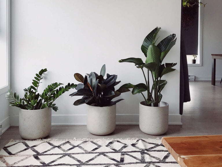 Kamerplanten overleven de winter