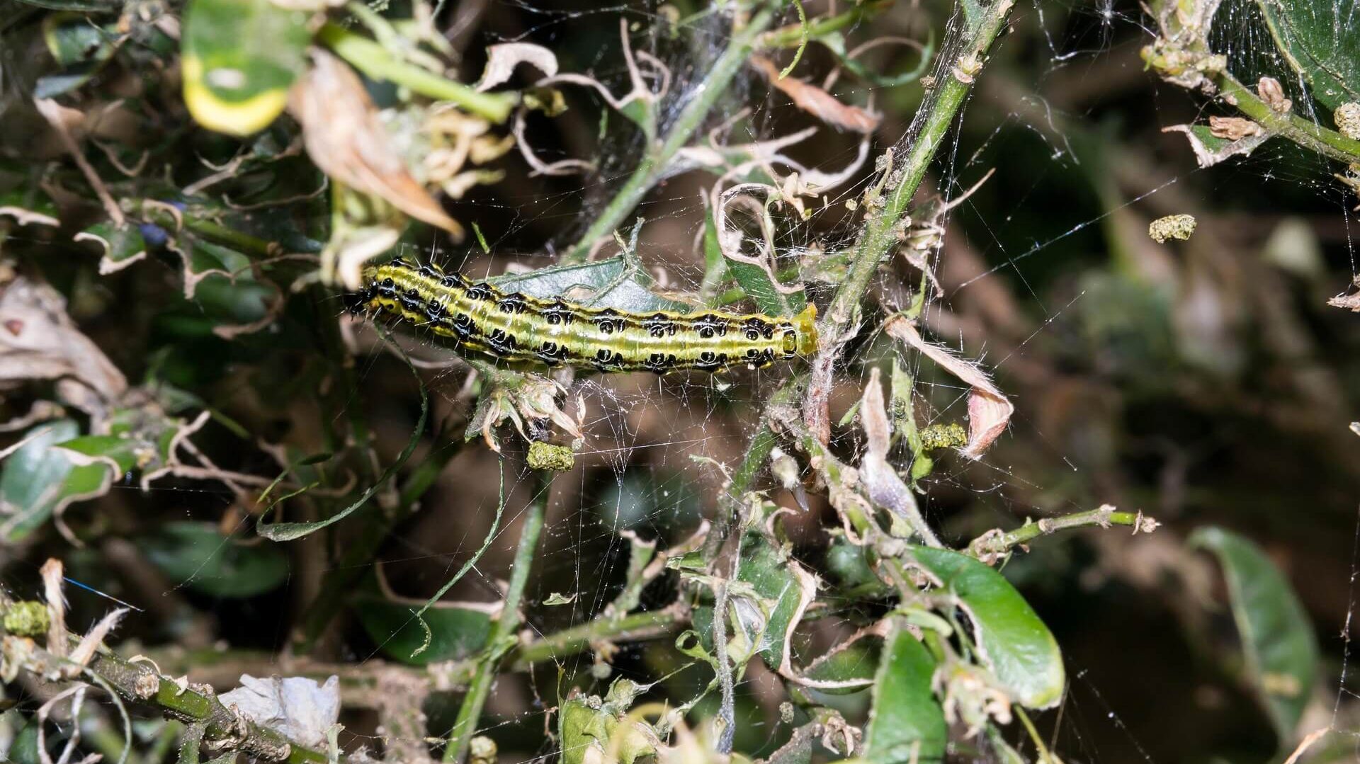 Schade buxusmot herkennen